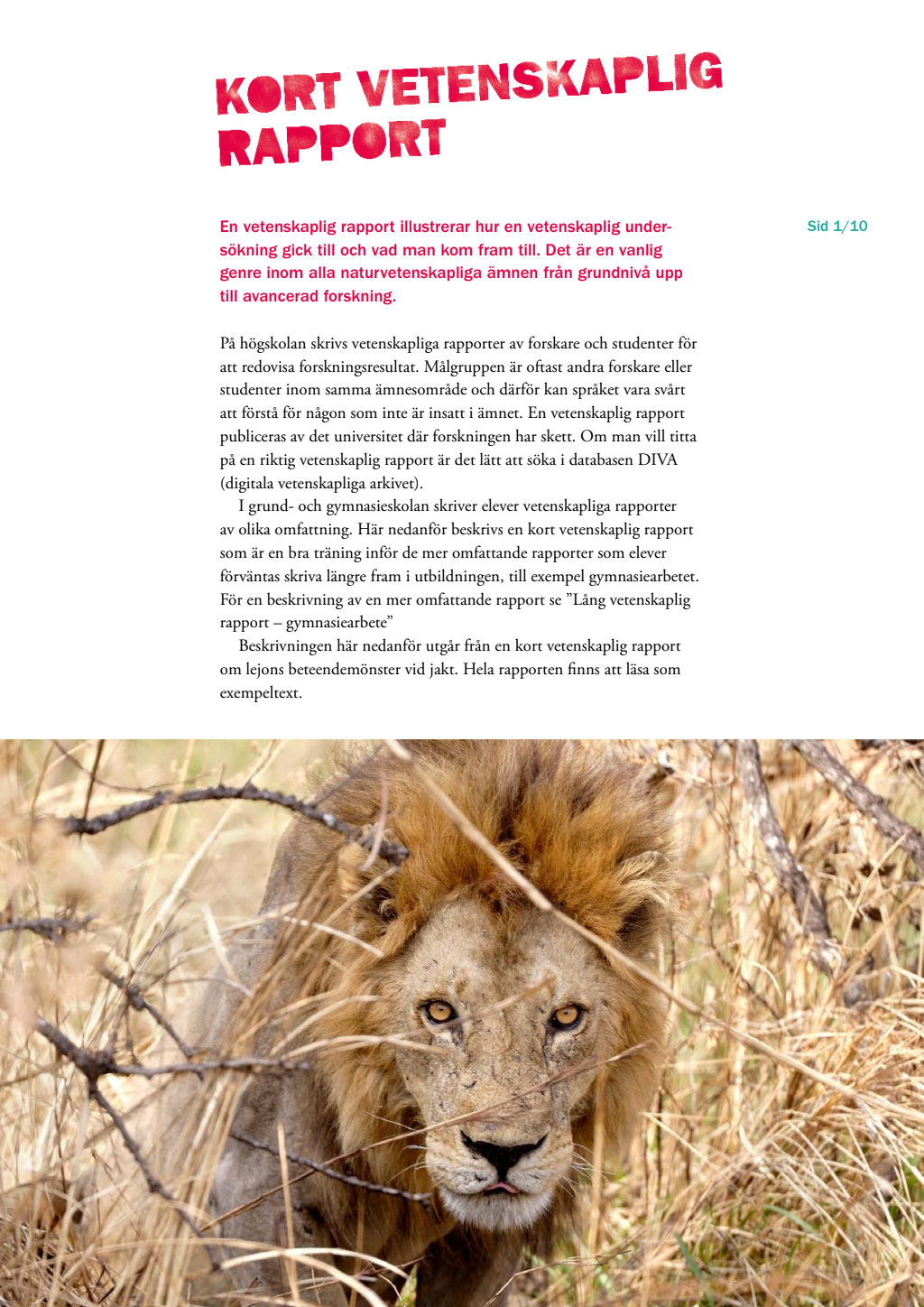 Kort rapport exempel
